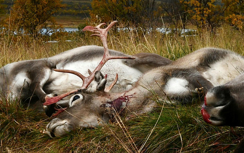 Lemping på kravene til hjemmeslakt