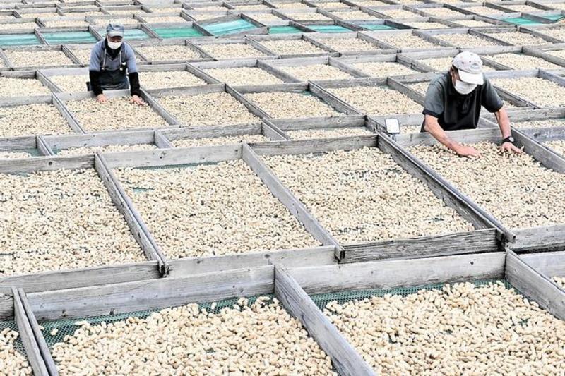 VOX POPULI: Roasted or boiled, peanuts come through in a crunch