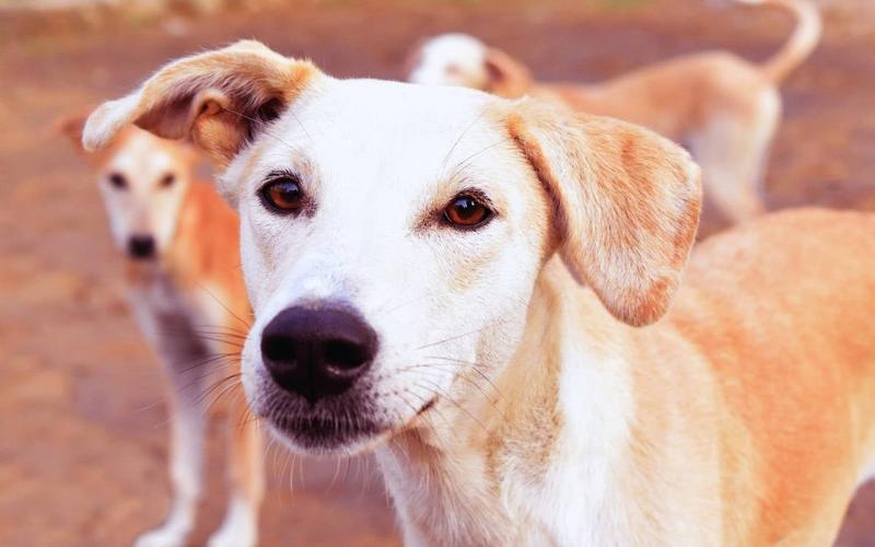 Bir kap mamayı bile çok gördünüz!