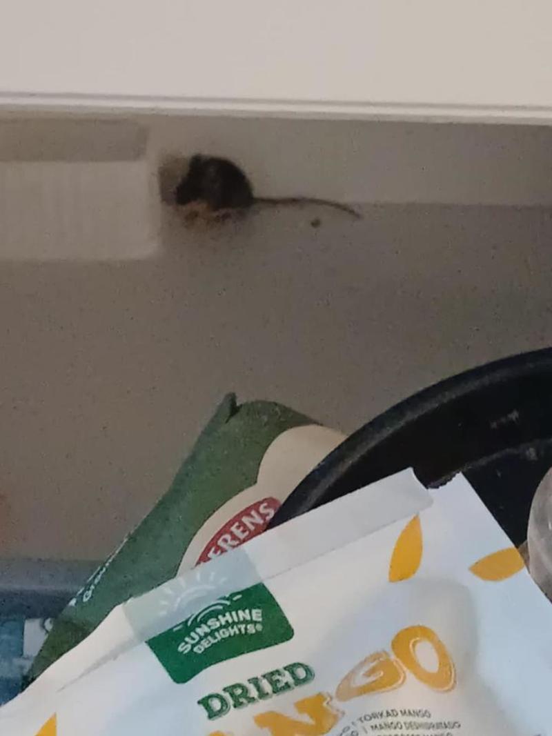 Se, en mus i kjøkkenskuffen!