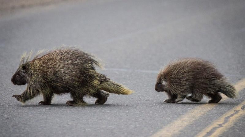 The Mystery of the Missing Porcupines The Mystery of the Missing Porcupines