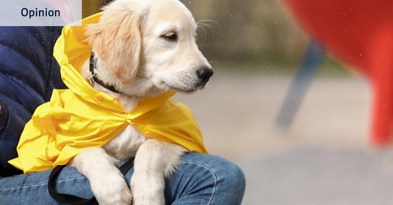 How a dog in a yellow raincoat pulled me out of my melancholy