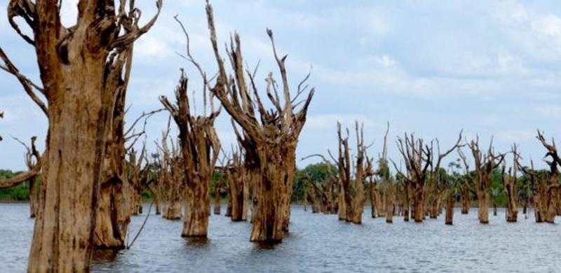 'Pior hidrelétrica do país' apodrece floresta e devasta vida de 3.000 no AM