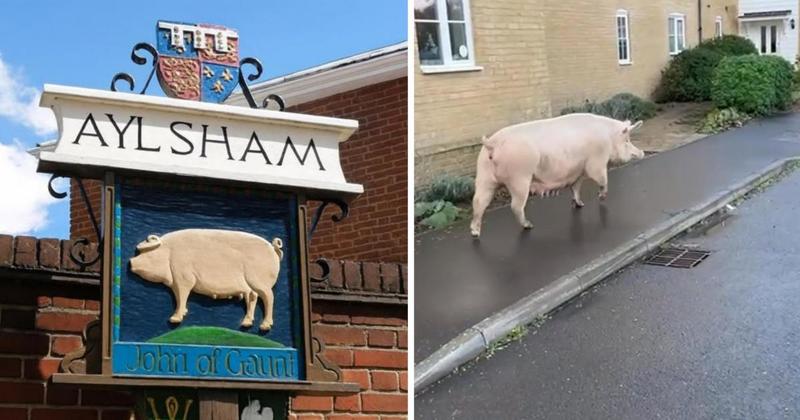 Welcome to Ayls-HAM: The town where pigs roam free Welcome to Ayls-HAM: The town where pigs roam free