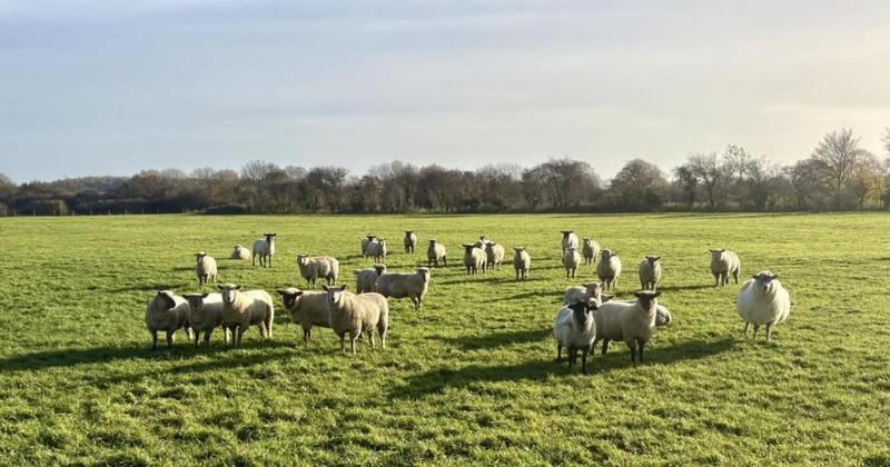 Farm fears for safety after dog attack kills six sheep Farm fears for safety after dog attack kills six sheep