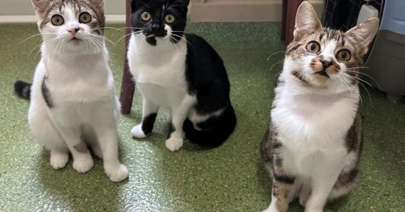 Three 'inquisitive' kittens looking for forever homes Three 'inquisitive' kittens looking for forever homes