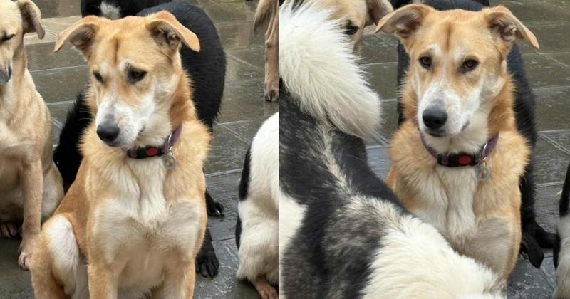 'Loveable' dog still looking for forever home two years after arriving in the country 'Loveable' dog still looking for forever home two years after arriving in the country