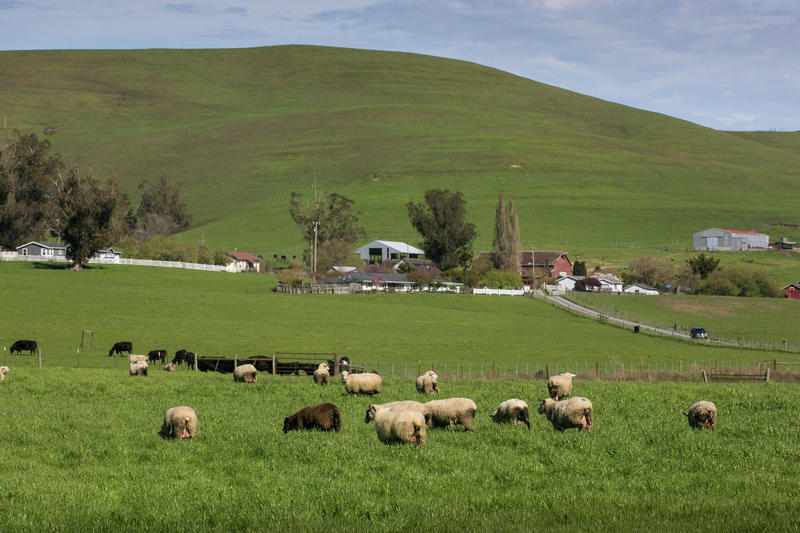 This tiny Bay Area town has become an unexpected destination