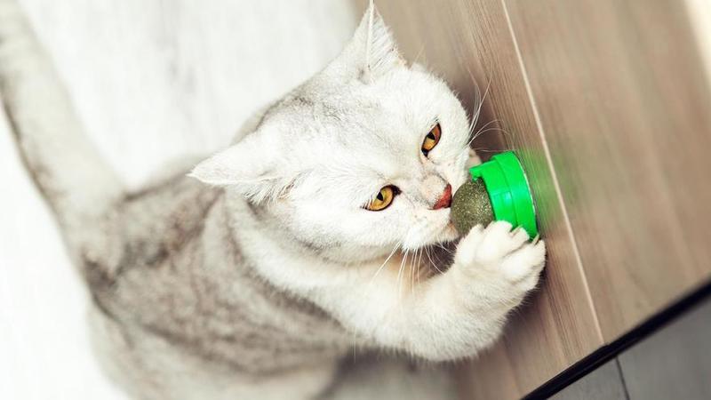 Quien pueda hacer que haga Quien pueda hacer que haga