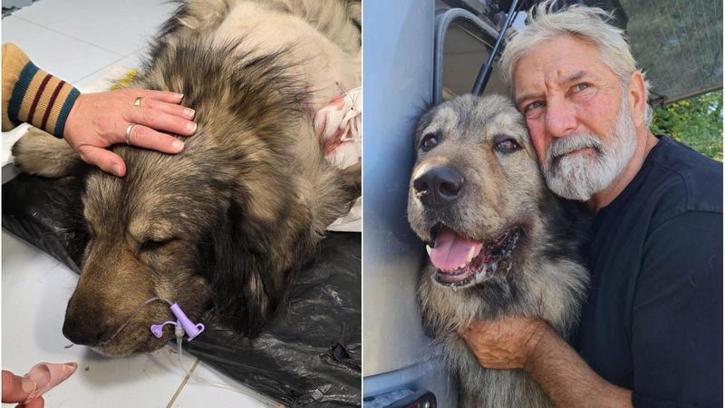 “Un cacciatore ha sparato al nostro amato cane Bart, ora confessi”