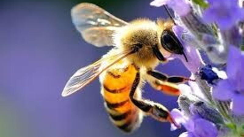 Una startup che scommette sulle api, e la bellezza, per ricostruire la biodiversità