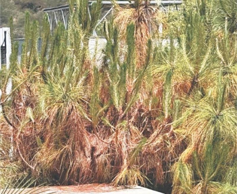 GARDENING: ‘WHY IS NO GRASS GROWING UNDER MY ORANGE TREE?’ GARDENING: ‘WHY IS NO GRASS GROWING UNDER MY ORANGE TREE?’