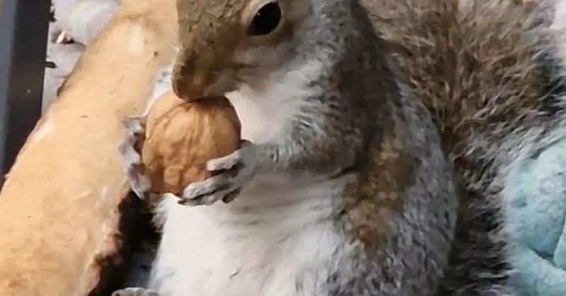 Would Some Rescued Animals Be Better Off Dead?