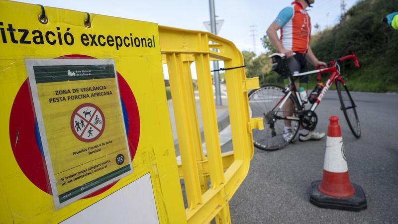 Directo | La UME despliega especialistas en contaminación biológica en Catalunya por el brote de peste porcina africana