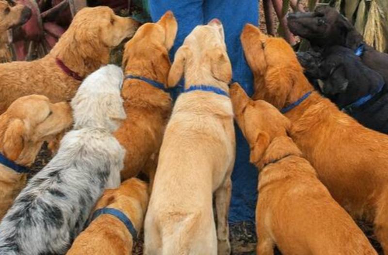 David Sovka: You smell, I smell ... and that's why dogs love us