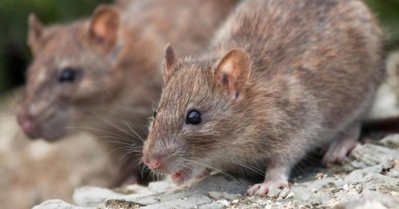 Suffolk council received 70 reports about rats between May and October