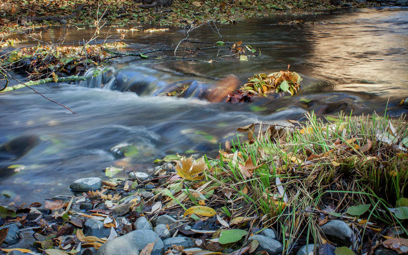 Salmon seen in upper Bay Area creek for the first time in decades