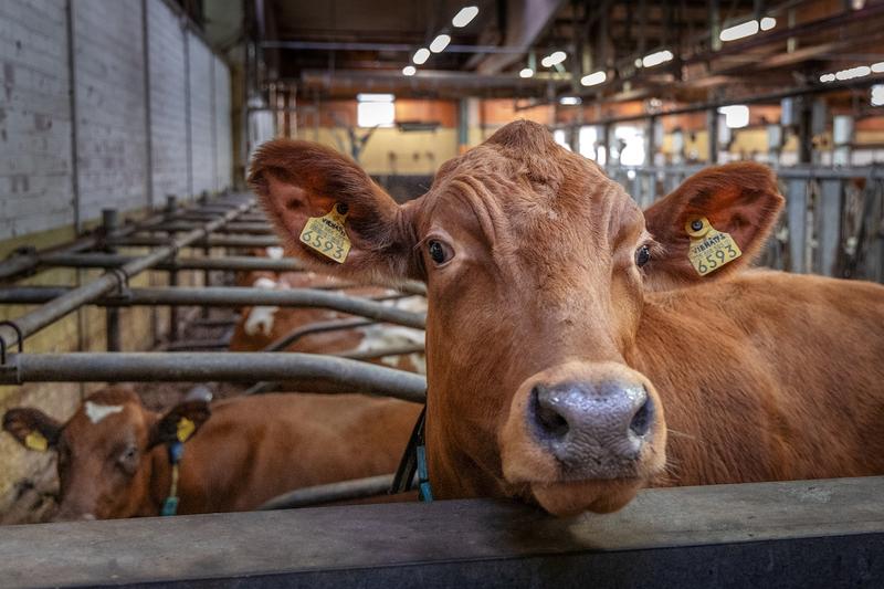 Politiikka | Maatilojen väheneminen ei lopeta maataloutta, mutta muulle maaseudulle kehitys voi olla kohtalokas