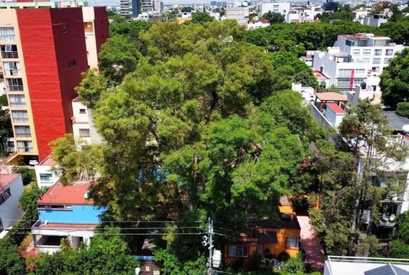 La ciudad y los árboles