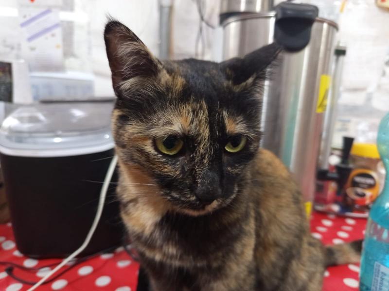 Jerusalem is full of loving kindness… and cats who need good homes