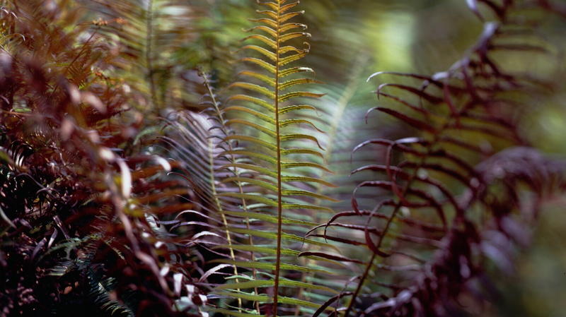 Dalle felci ai chips: la pianta che estrae le terre rare