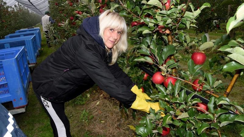 Mele, raccolto con il segno più. Il pioniere del chilometro zero: 