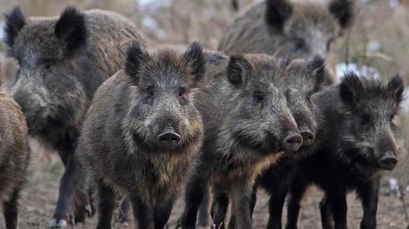 Cinghiali sulla Statale 36, auto li travolge all’uscita del tunnel del Monte Barro: traffico in tilt