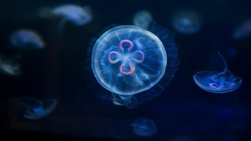 Animali (quasi) immortali: lo scienziato delle meduse e i segreti delle gorgonie che vivono nel fondo dell'oceano /