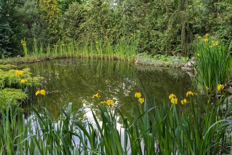 Britain’s ponds are disappearing – here’s why restoring them is vital for wildlife and climate resilience