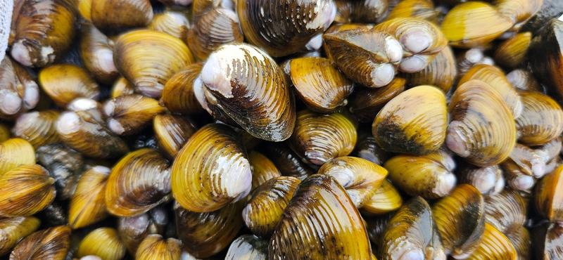 Gold clam invasion in NZ threatens drinking water for millions of people