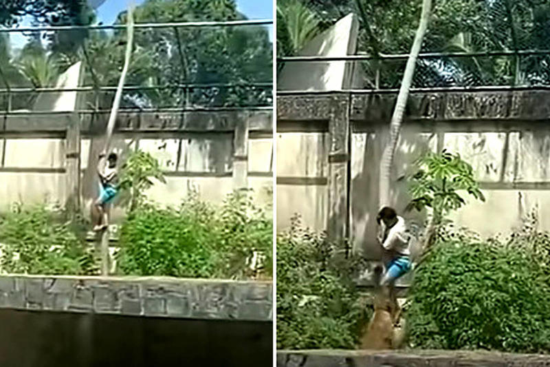 Pessoa com deficiência mata um leão por dia, mas a leoa teve sua vez