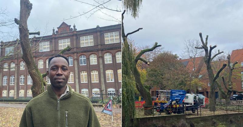 City folk outraged after decades-old trees severely cut back in the city City folk outraged after decades-old trees severely cut back in the city