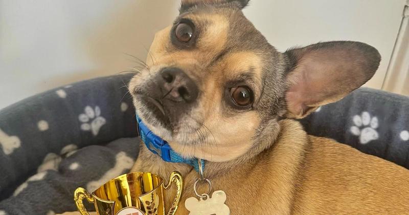 Pet of the Year 2025 Winner Announced! Pet of the Year 2025 Winner Announced!