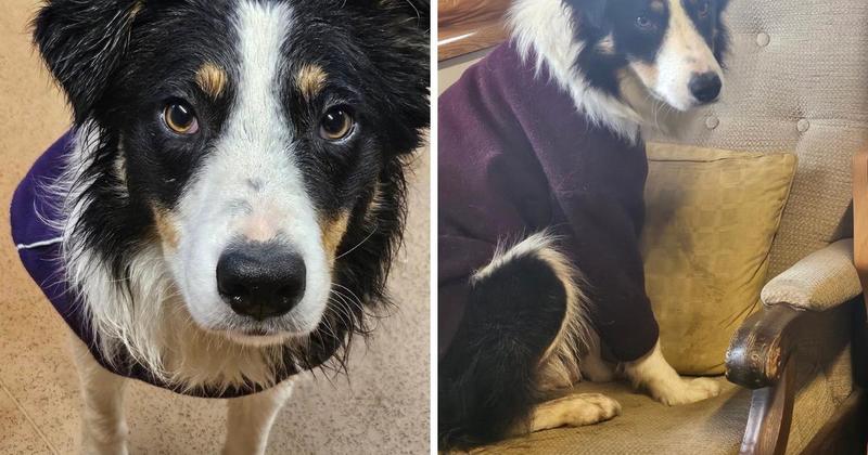 'Big softie' looking for loving new home