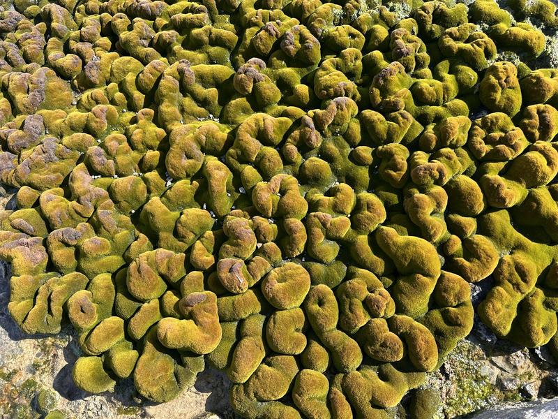 Temperatures in a patch of Antarctic moss can vary as much as an entire mountain range