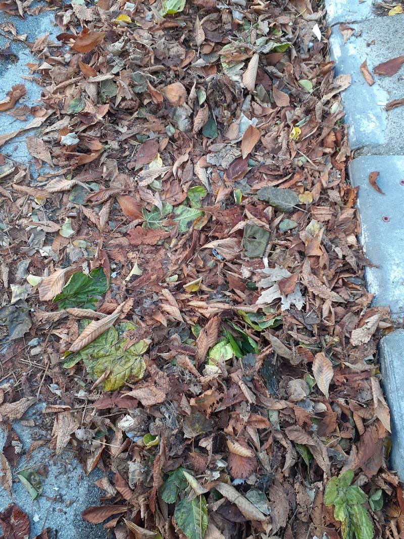 AĞAÇLAR, YAPRAKLAR, İNSANLAR…