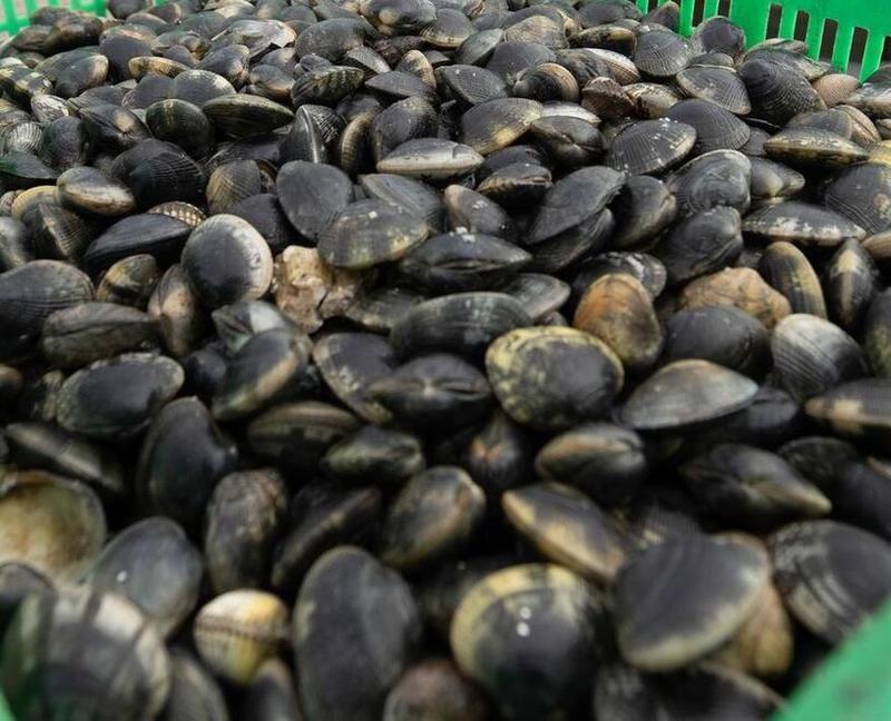 Vongole dal Portogallo, indaga la Procura di Ferrara