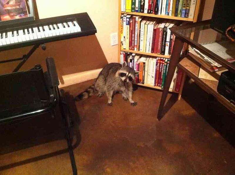 OPINION | PHILIP MARTIN: Arkansas study finds urban raccoons are changing—here’s how