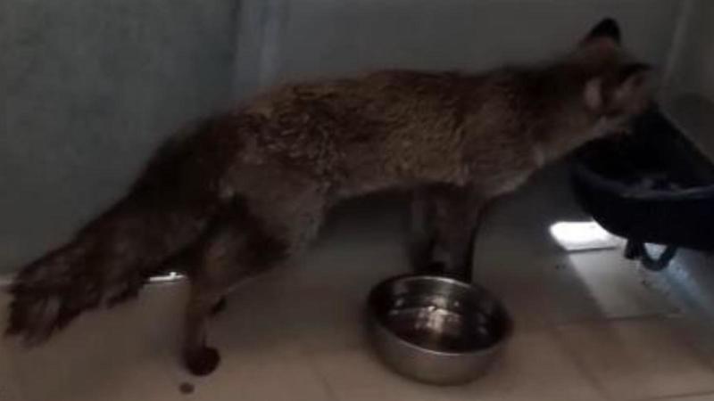 Si avvicina a un gatto, ma in realtà è una volpe: donna morsicata, interviene l’Ats