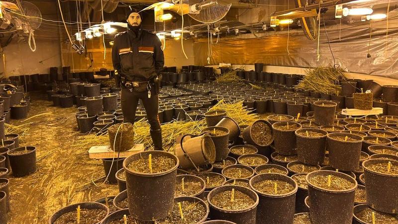 Coltivazione di marijuana in un capannone a Santa Margherita Staffora: 4 arresti