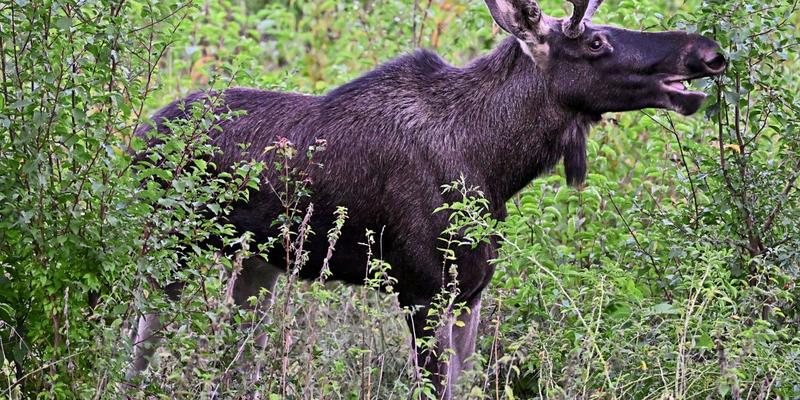 Elch Emil oder Buddha? Elch Emil oder Buddha?