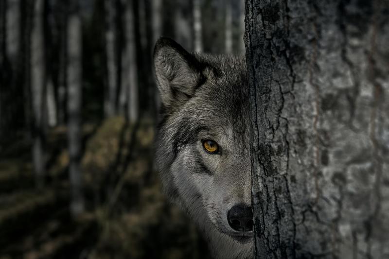How Hollywood horror’s ‘killer wolf’ trope is sabotaging rewilding efforts