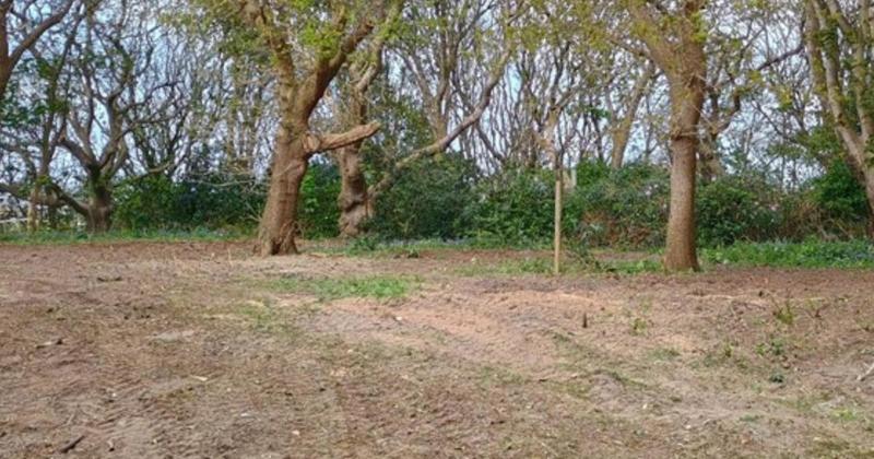 Man fined thousands after chopping down trees in protected woodland