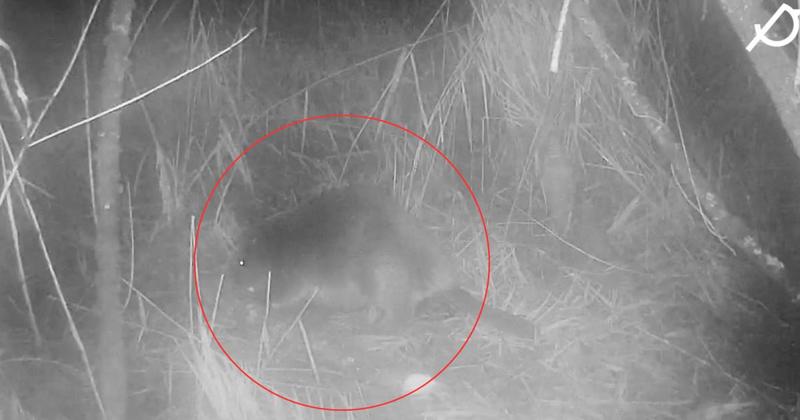 New footage shows species returning to Norfolk after disappearing CENTURIES ago