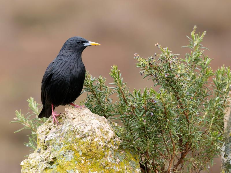 El curioso comportamiento de algunas aves que usan plantas frescas y aromáticas en sus nidos