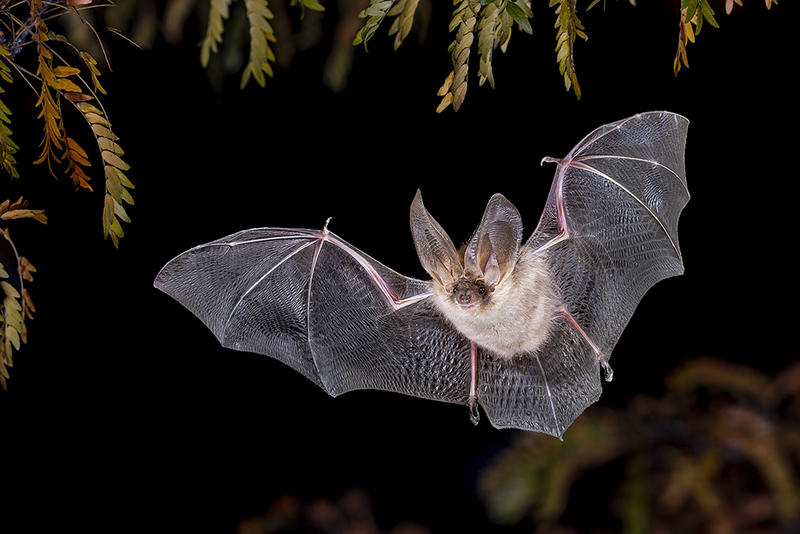 Books / Bats have suffered too long from the ‘Dracula effect’