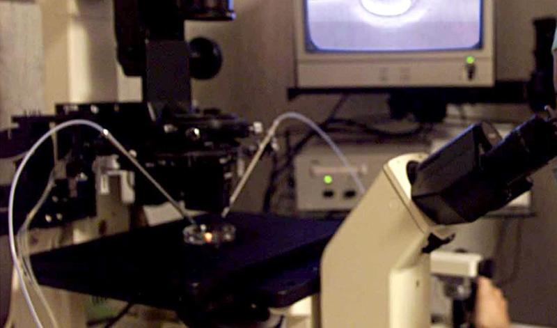 Inchiesta embrioni al centro Pma di Lagosanto, una consulenza per capire l’accaduto