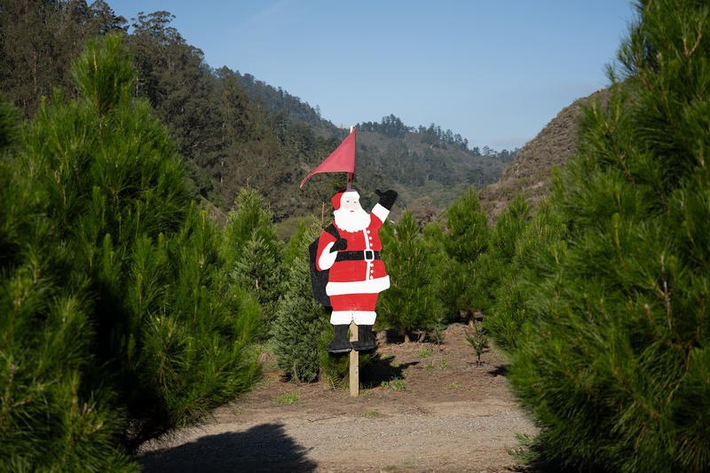 'Not for the weak of heart': Harsh new realities for Calif. Christmas tree farms