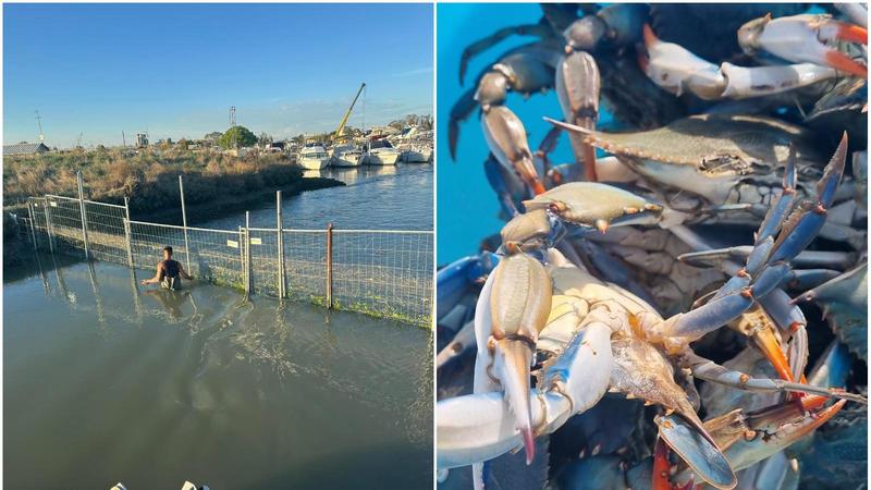 Vongole a prova di granchio blu, ma il Parco ‘sfratta’ l’allevamento. “Disturba i nidi degli uccelli”