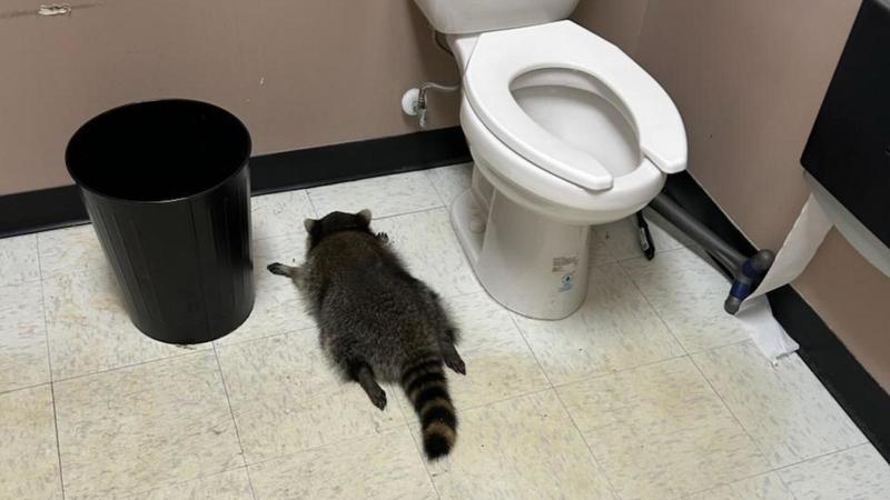 Procione “ubriaco” devasta un negozio di liquori in Virginia, poi sviene. Il precedente della pipa per Mdma Procione “ubriaco” devasta un negozio di liquori in Virginia, poi sviene. Il precedente della pipa per Mdma